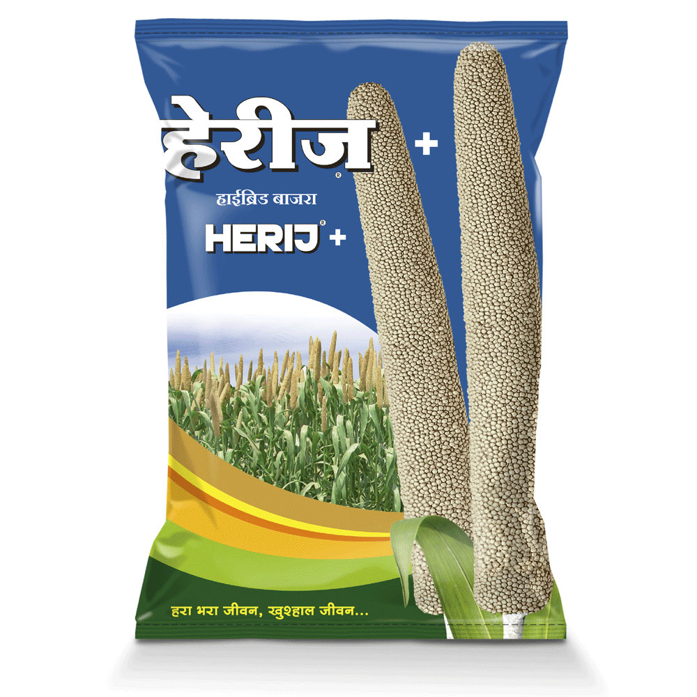 Exploring the World of Bajra: A Guide to Successful Cultivation with Herij.in